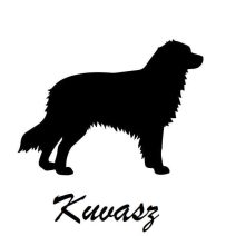 Kuvasz kutyás autómatricák