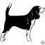 Beagle matrica 11