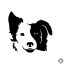 Border collie matrica 1