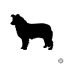 Border collie matrica 5