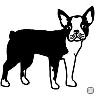 Boston terrier matrica 4