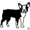 Boston terrier matrica 4