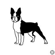 Boston terrier matrica 6