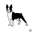 Boston terrier matrica 6