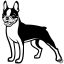 Boston terrier matrica 12