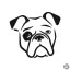 Bulldog matrica 10