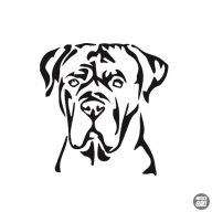 Cane corso matrica 0