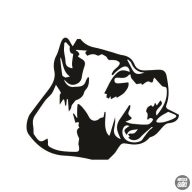 Cane corso matrica 2