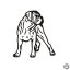 Cane corso matrica 5
