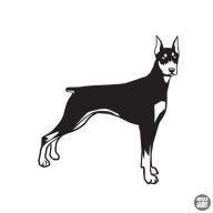 Dobermann matrica 12
