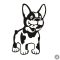 Francia bulldog matrica 9