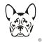 Francia bulldog matrica 11