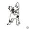 Francia bulldog matrica 13