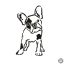 Francia bulldog matrica 13