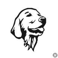 Golden retriever matrica 1