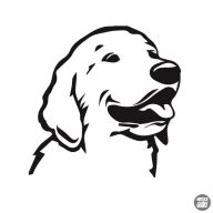 Golden retriever matrica 2