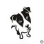 Jack russel terrier matrica 2
