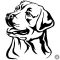 Labrador matrica 5