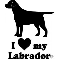 Labrador matrica 11