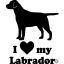 Labrador matrica 11