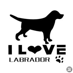 Labrador matrica 12