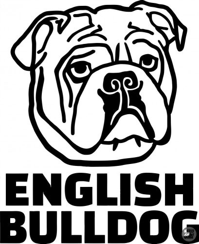 Angol bulldog matrica 4