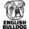 Angol bulldog matrica 4