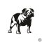 Angol bulldog matrica 11