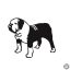 Angol bulldog matrica 14