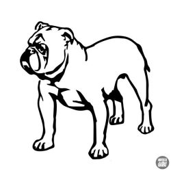 Angol bulldog matrica 15