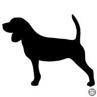 Beagle matrica 15