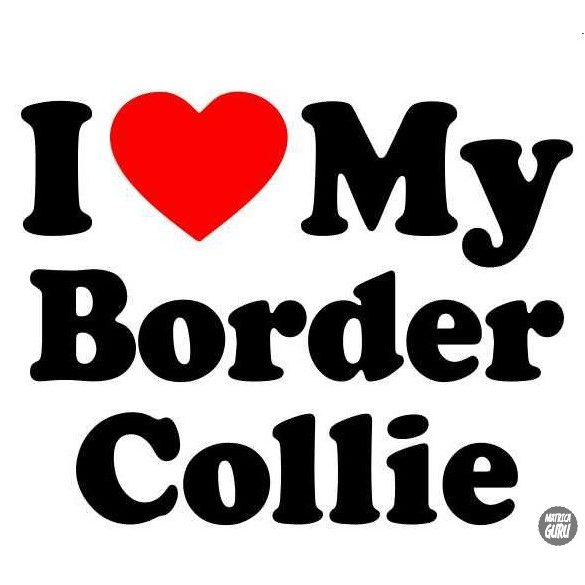 Border collie matrica 10