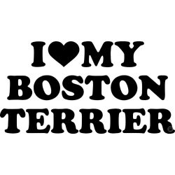 Boston terrier matrica 15