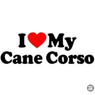 Cane corso matrica 8