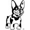 Francia bulldog matrica 20