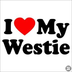 Westie matrica 6