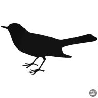 Pinty Madár matrica