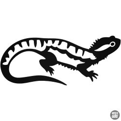 Iguana matrica
