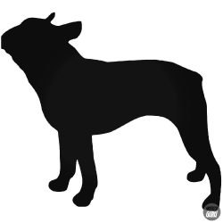 Boston Terrier Kutya matrica